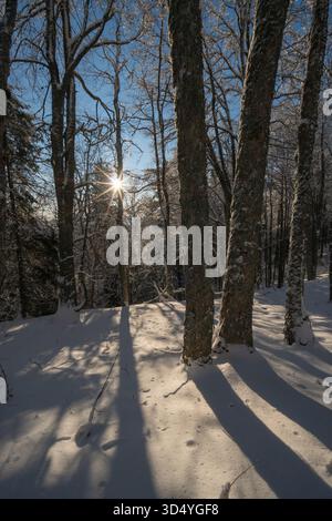 Vue des rayons de soleil traversant la forêt dense et enneigée, projetant de longues ombres sur le sol blanc immaculé, Lubietova, région de Banska Bystrica, Banque D'Images