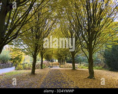 Kleine Allee Alleeweg avec des feuilles tombées sur le sol en automne, Allemagne Banque D'Images