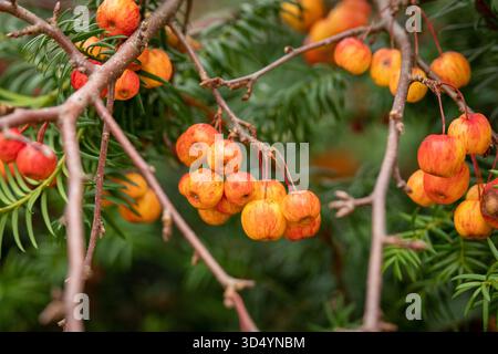 Grappes de petits crabiers orange et rouge suspendus à des branches d'arbres avec un feuillage vert en arrière-plan Banque D'Images