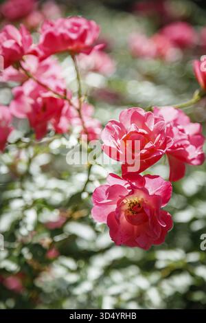Gros plan magnifique buisson fleuri de roses roses éclatantes, avec la lumière du soleil filtrant à travers, créant un cadre lumineux et naturel Banque D'Images