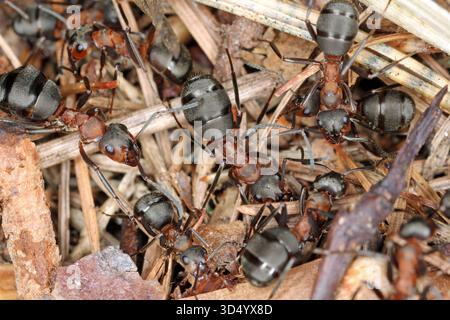 Fourmis des bois du Sud, Formica rufa. Insectes communs et bénéfiques dans les forêts européennes. Banque D'Images