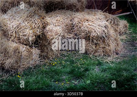 Ballots de paille empilés sur de l'herbe verte dans la campagne Banque D'Images