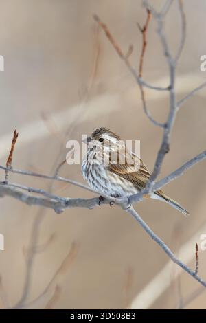 Finch violet femelle perché sur une branche d'arbre aride en hiver. Purpureus hémorragique. Banque D'Images