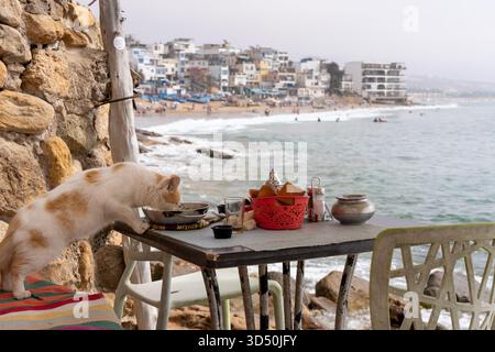 Un chat errant mange des restes de nourriture sur une table dans un café surplombant l'océan Atlantique à Taghazout, au Maroc Banque D'Images