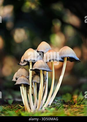 Le Coprinellus micaceus, une calotte d'encre scintillante, est un champignon sauvage britannique comestible, qui, jeune, est recouvert de beaux « cristaux » blancs. Banque D'Images