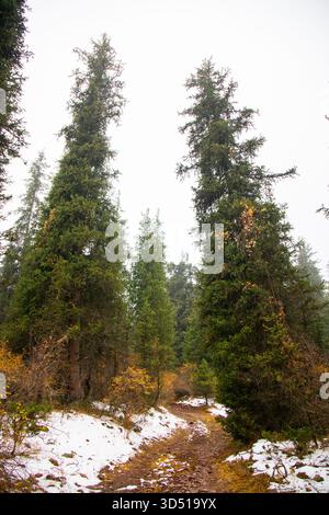 Un chemin de terre rocheux menant à travers une forêt dense, avec de grands arbres à feuilles persistantes, des parcelles de neige précoce et de petites rafales de feuillage jaune d'automne Banque D'Images