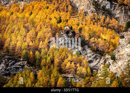 Une promenade autour de Zermatt fin octobre révèle le changement des saisons dans un environnement alpin. Une forêt d'aiguilles sur les pentes au-dessus de Zermatt. Banque D'Images