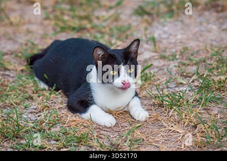 Chat domestique bicolore se prélassant sur l'herbe sèche, léchant son nez avec une langue rose, détendu et ludique gros plan à la lumière du jour. Photographie, pas générative Banque D'Images