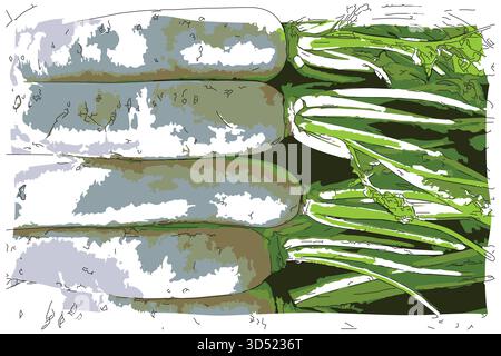 Peinture impressionniste de style croquis, radis blanc chinois recueilli de terres agricoles, image vectorielle d'illustration numérique Illustration de Vecteur