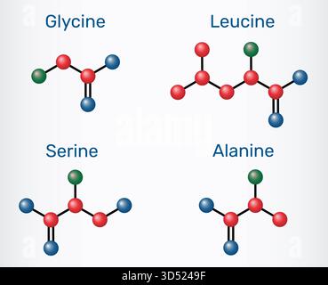 Acides aminés glycine (Gly), alanine (Ala), sérine (Ser) et leucine (Leu) structures moléculaires. Modèle moléculaire. Illustration vectorielle Illustration de Vecteur