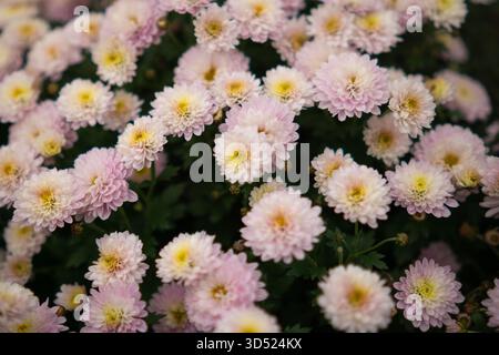 Gros plan de délicates fleurs de chrysanthème rose avec des centres jaunes doux et un fond naturel flou dans la lumière du jour douce. Banque D'Images