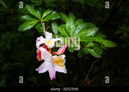 Fleur de l'Azalée occidentale (Rhododendron occidentale) aux feuilles vertes après une pluie, Californie du Nord Banque D'Images