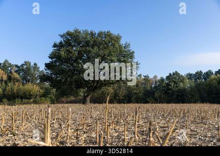 grand chêne avec feuillage vert dans un champ après la récolte du maïs, un vieux chêne contre le ciel bleu dans un champ avec chaume de maïs dans la saison d'automne Banque D'Images