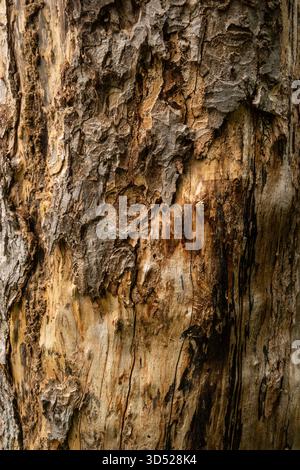 Gros plan du tronc d'arbre montrant une texture rugueuse de l'écorce et des motifs naturels Banque D'Images