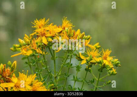 Fleurs de millepertuis, Hypericum perforatum, Banque D'Images