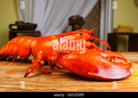 Homard bouilli, homard cuit, homard rouge. Banque D'Images