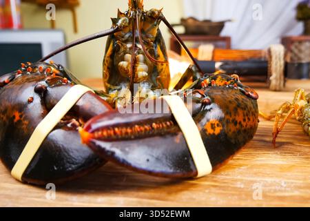 Homard bouilli, homard cuit, homard rouge. Banque D'Images