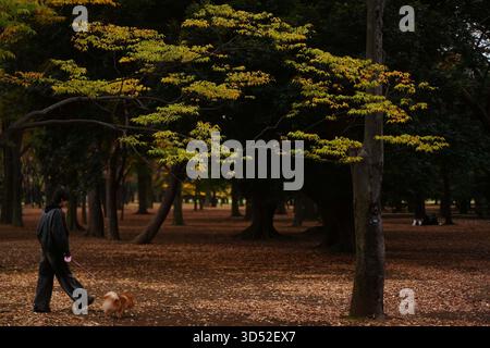 Tokyo, Japon. 13 novembre 2025. Un visiteur promène un chien au parc Yoyogi à Tokyo, Japon, 13 novembre 2025. Crédit : Jia Haocheng/Xinhua/Alamy Live News Banque D'Images