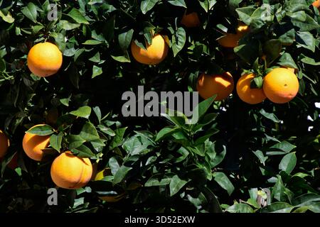 Oranges. Banque D'Images