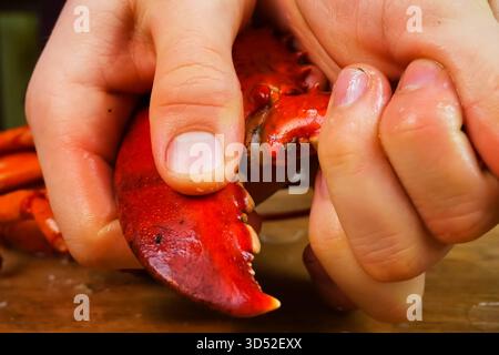 Homard bouilli, homard cuit, homard rouge. Banque D'Images