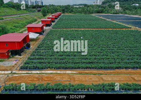 Une photographie aérienne haute résolution montrant une ferme agricole moderne avec des rangées de cultures vertes soigneusement arrangées, probablement des plantes de Chili ou de légumes, poussent Banque D'Images