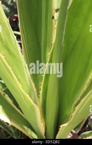 Une photo verticale en gros plan d'une plante agave, montrant sa rosette de feuilles vertes épaisses, rigides et charnues avec des épines épineuses le long de la marge. Banque D'Images