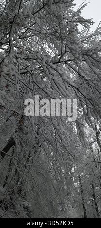 Branches d'arbres couvertes de neige dans une forêt d'hiver tranquille, créant un paysage monochrome serein. Capturé en Bosnie-Herzégovine lors de fortes chutes de neige. Banque D'Images