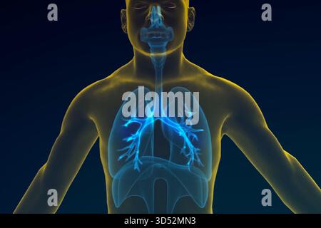 Schéma du système respiratoire humain, modèle 3D, illustration des poumons humains. Banque D'Images