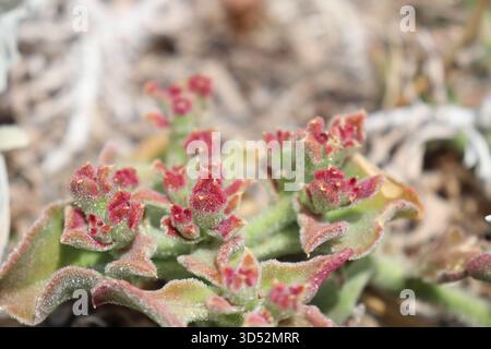 Macro photo d'un Mesembryanthemum cristallinum, ou plante de glace cristalline, poussant dans le sable marin côtier le long d'un petit chemin de plage à Melkbosstrand, Australie méridionale. Banque D'Images