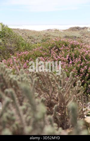 Un arbuste fynbos rose en fleurs près de la côte, capturé avec un flou naturel au premier plan pour la profondeur. La mer se trouve juste au-delà de la dune, à Melkbosstrand, Australie méridionale Banque D'Images