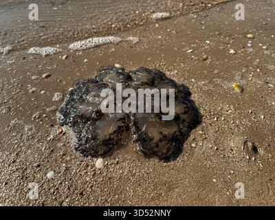 Méduses foncées sur sable exposé à marée basse, cliché côtier sombre pour des études environnementales, éditoriales et marines. Banque D'Images