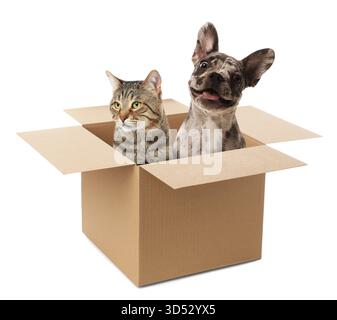 Chat et chien mignon dans une boîte en carton sur fond blanc Banque D'Images