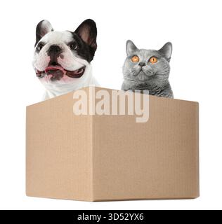 Chat et chien mignon dans une boîte en carton sur fond blanc Banque D'Images