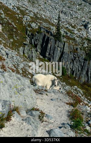 Majestueuse chèvre de montagne reposant paisiblement sur une colline rocheuse au soleil. Parc national des glaciers, C.-B. Banque D'Images