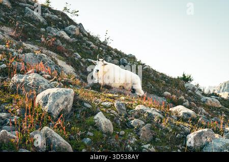 Chèvre de montagne reposant à flanc de colline dans son habitat rocheux naturel. Parc national des glaciers, C.-B. Banque D'Images
