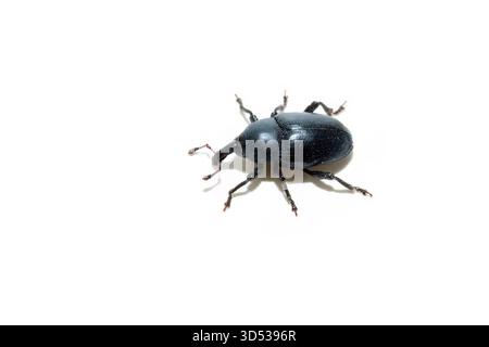 Sphenophorus striatopunctatus museau noir macro charançon isolé sur fond blanc Banque D'Images