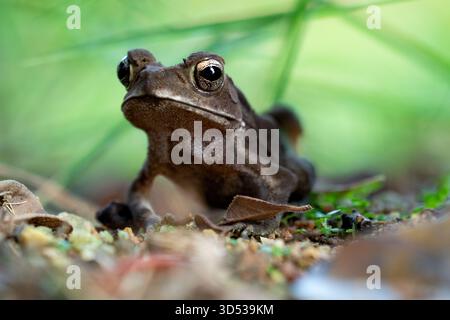 Gros plan d'un curieux crapaud, ses yeux dorés scintillants, entourés de tons terreux de terre, de feuilles et de lames vertes. Banque D'Images