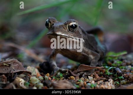 Gros plan d'un curieux crapaud, ses yeux dorés scintillants, entourés de tons terreux de terre, de feuilles et de lames vertes. Banque D'Images