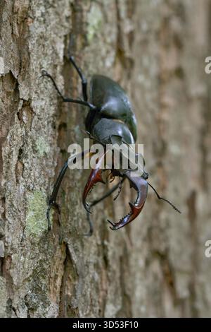 Cerf coléoptère / Hirschkaefer ( Lucanus cervus ), mâle, insecte impressionnant, descendant le tronc d'un chêne, vue typique, faune, Europe. Banque D'Images