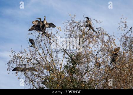 Grand groupe de cormorans perchés dans la cime des arbres avec des ailes déployées contre un ciel bleu dans le Wiltshire, Royaume-Uni en novembre 2025 Banque D'Images