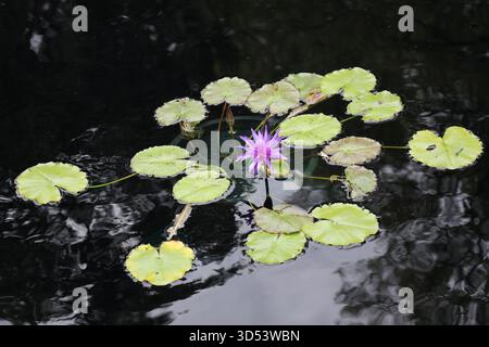 nénuphars vert clair flottant au-dessus de l'eau calme de l'étang avec une seule fleur rose violette s'élevant au-dessus Banque D'Images
