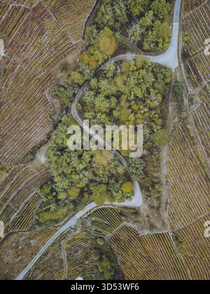 Vue aérienne de routes sinueuses sculptées à travers des forêts verdoyantes et des vignobles en terrasses, créant une tapisserie de couleurs et de textures contrastées, sangloter Banque D'Images