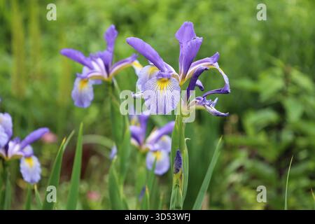 gros plan macro violet blanc doré jaune sur un feuillage vert foncé dense Banque D'Images