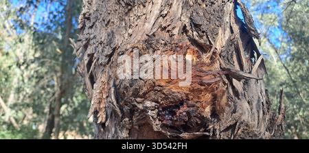 Tronc d'arbre avec écorce texturée et résine visible, montrant des motifs naturels Banque D'Images