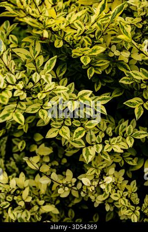 Feuillage Euonymus fortunei panaché avec feuilles à motifs jaunes et verts Banque D'Images