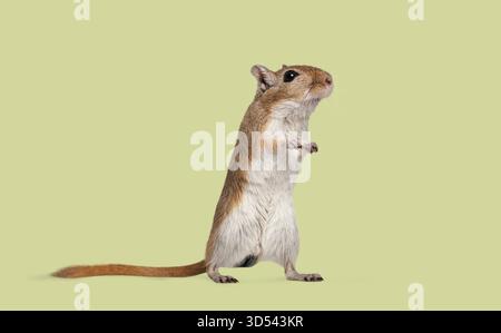 Gerbille debout sur ses pattes arrière regardant vers le haut, montrant une expression attentive et curieuse Banque D'Images