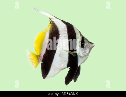 Coralfish fanion avec des couleurs noires, blanches et jaunes nageant sur un fond solide Banque D'Images