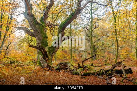 Vue sur le tronc d'arbre tombé couvert de mousse au milieu d'une forêt aux teintes automnales, avec des feuilles dorées créant un contraste vibrant avec le bois en décomposition, Saver Banque D'Images