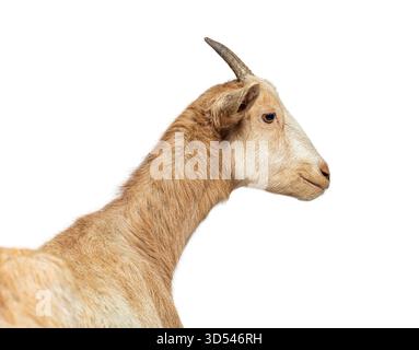 Chèvre à fourrure brun clair et cornes regardant attentivement vers la droite, isolée sur un fond blanc Banque D'Images
