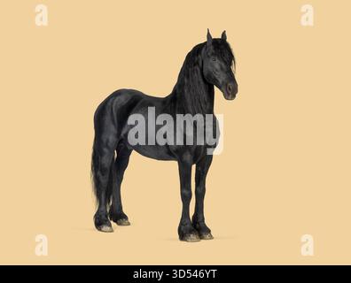 Cheval frison noir debout sur un fond clair, regardant, fort et élégant Banque D'Images